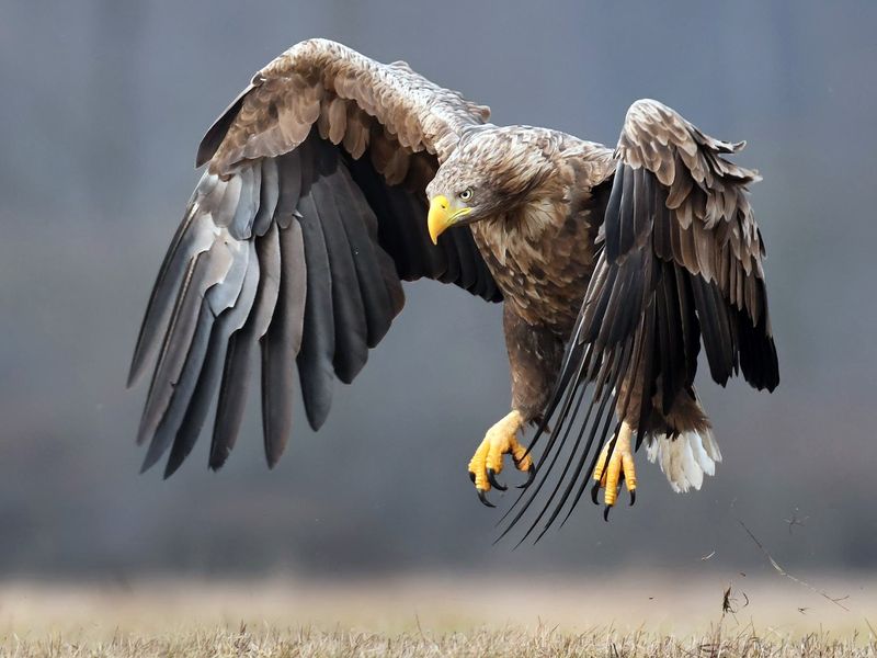 White-Tailed Eagle