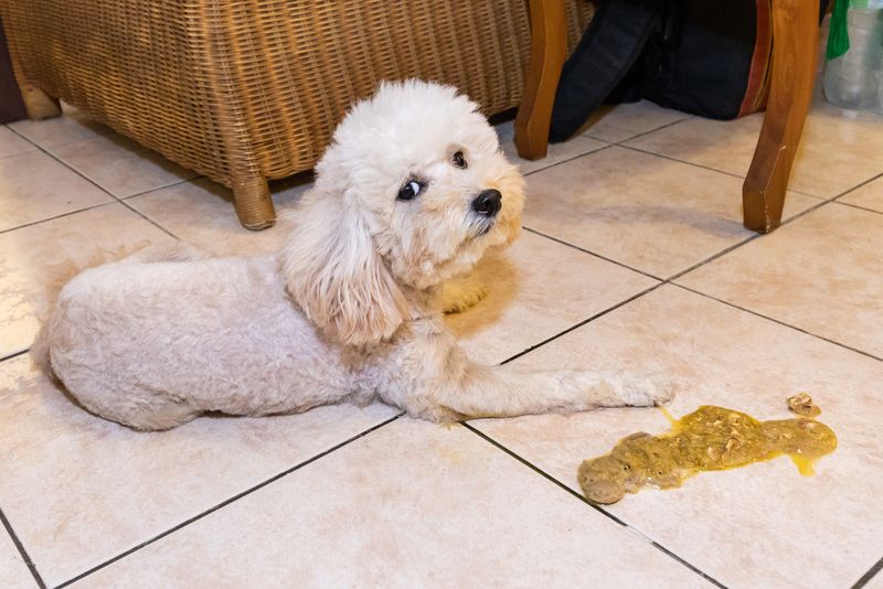 Frequent Vomiting Or Diarrhea That Won't Resolve