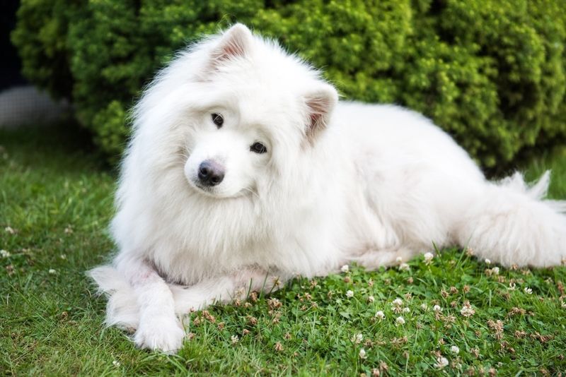Fluffy Empaths: Samoyeds