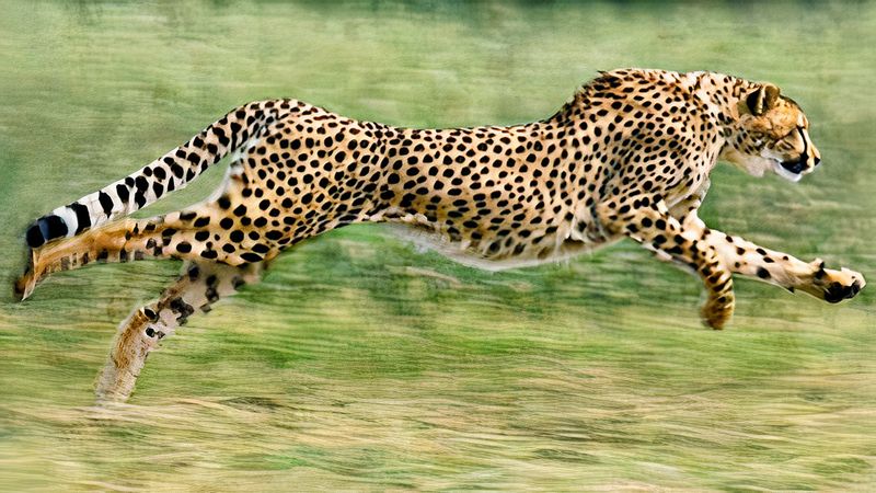 Speed Demon: The Cheetah
