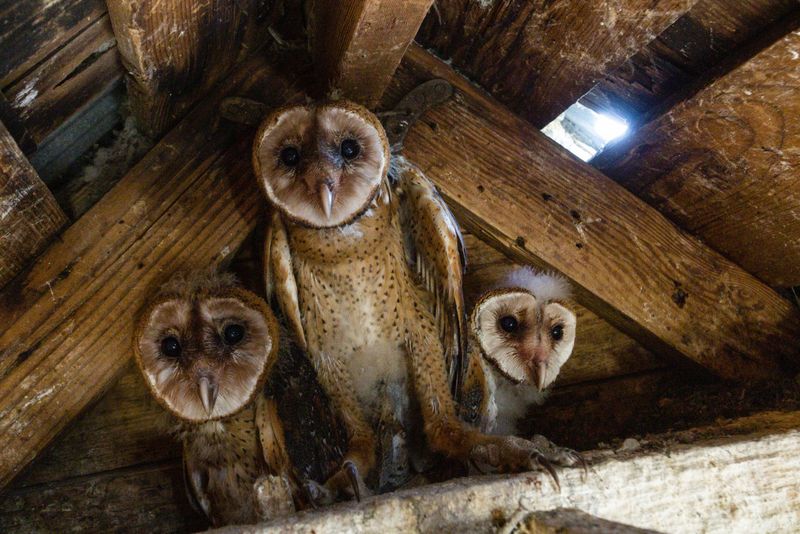 Barn Owls Of Silent Belfries
