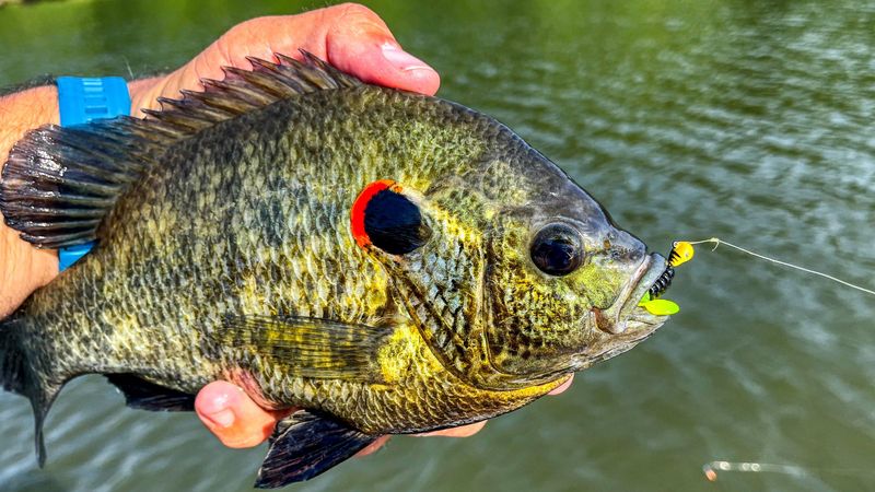 Warm Water Fires Up Their Metabolism