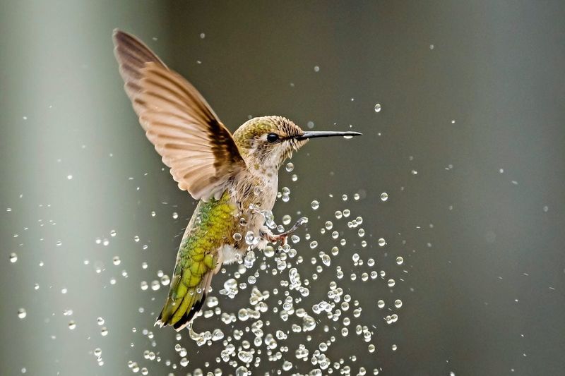 Misting Fountain Birdbath