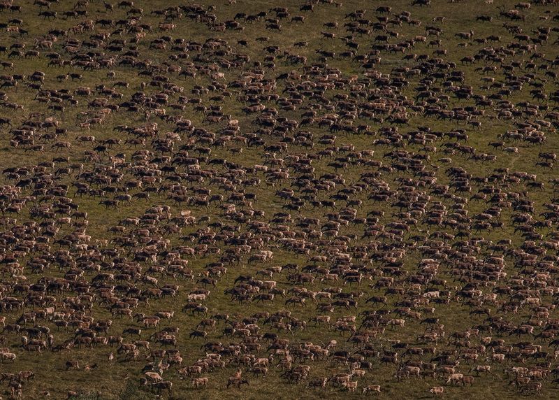 Living Rivers Of Animals