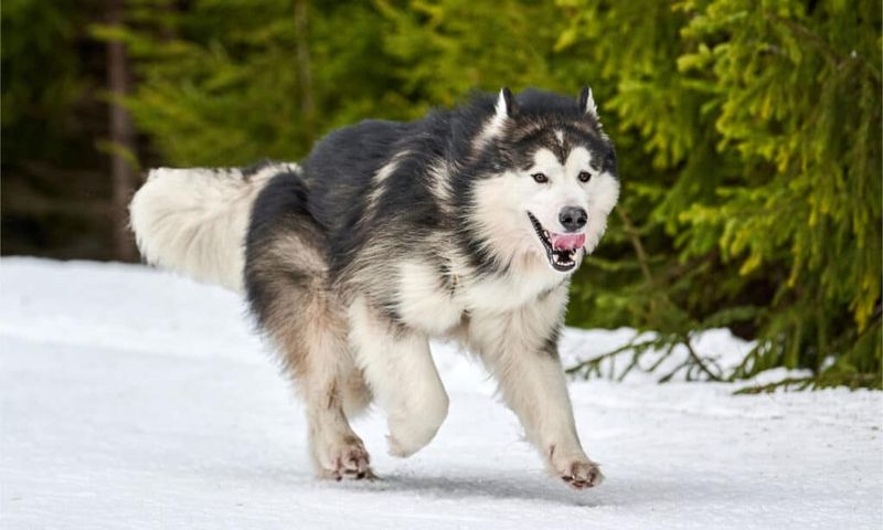 Alaskan Malamute