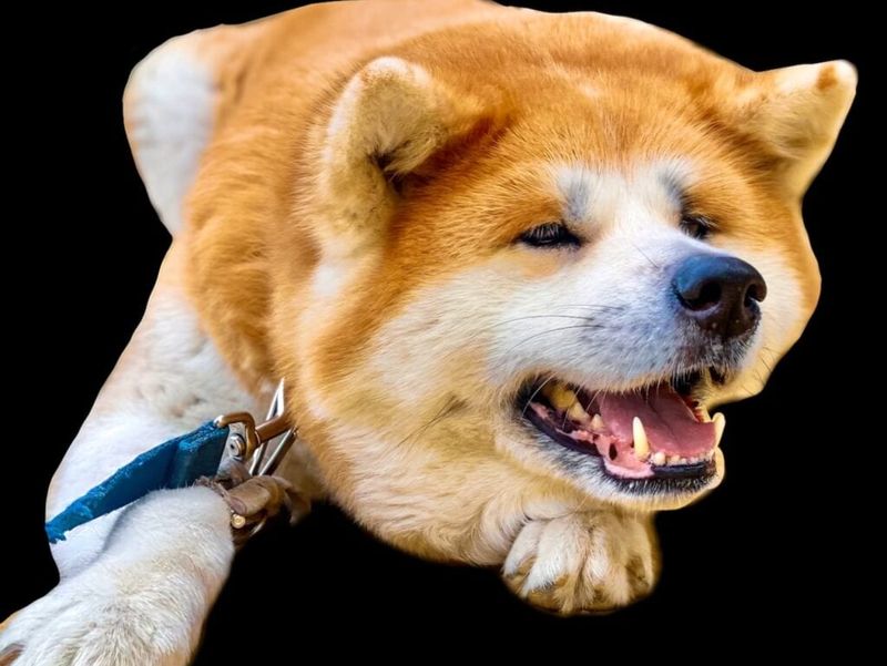 Akita