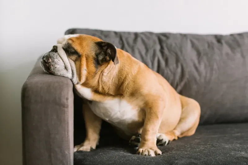 English Bulldog: The Relaxation Expert