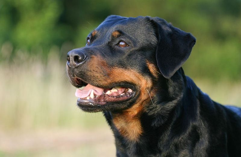 Rottweiler: Insurance Companies' Least Favorite