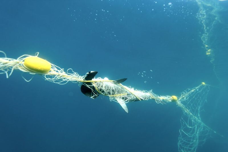 Killing Sharks Makes Beaches Safer