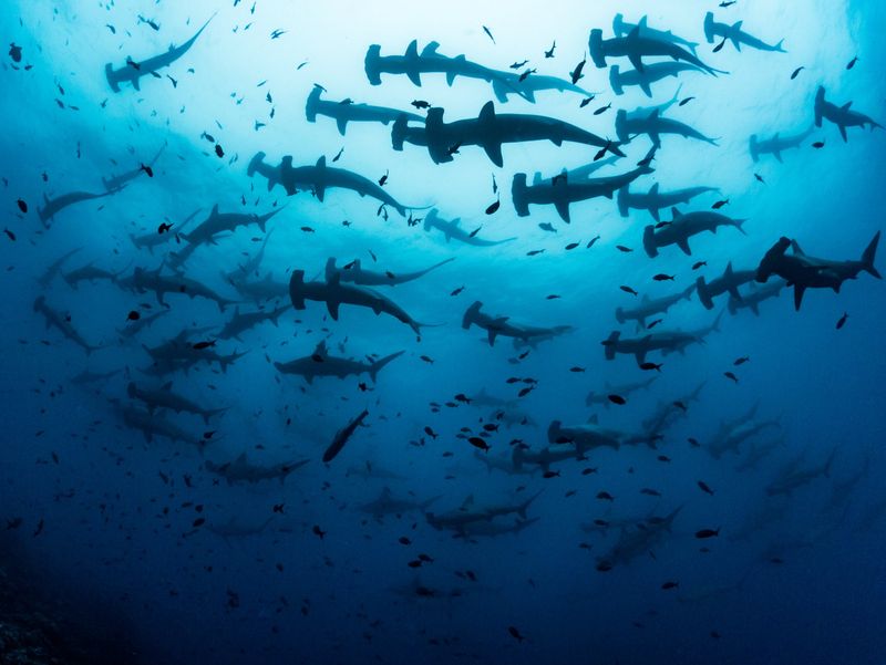It Could Help Predict How Sharks Handle Climate Stress