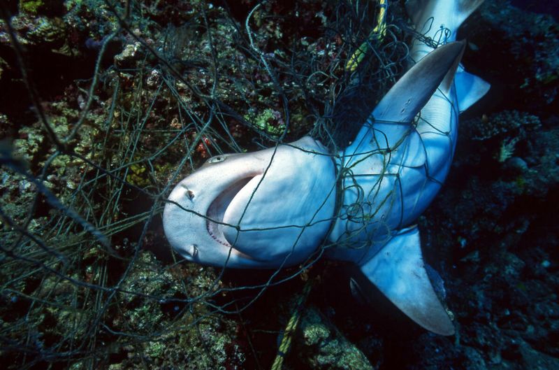 Bycatch – The Accidental Death Sentence