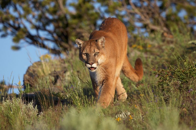 Cougar Stalking Mountain Bikers