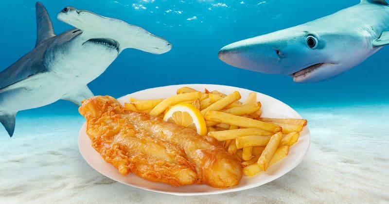 Flake And Chips – Australia's Hidden Shark Trade