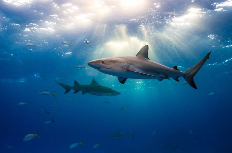 Slow Reproduction – Sharks Can't Keep Up
