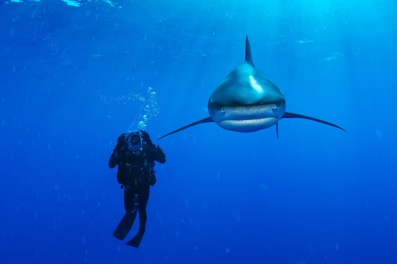 Punching A Shark's Nose Will Save You