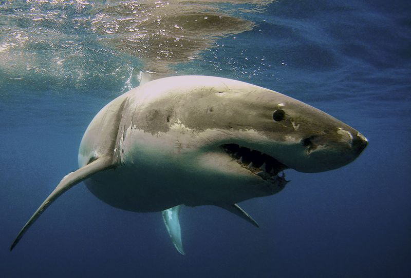 Conservation Efforts Were Hampered