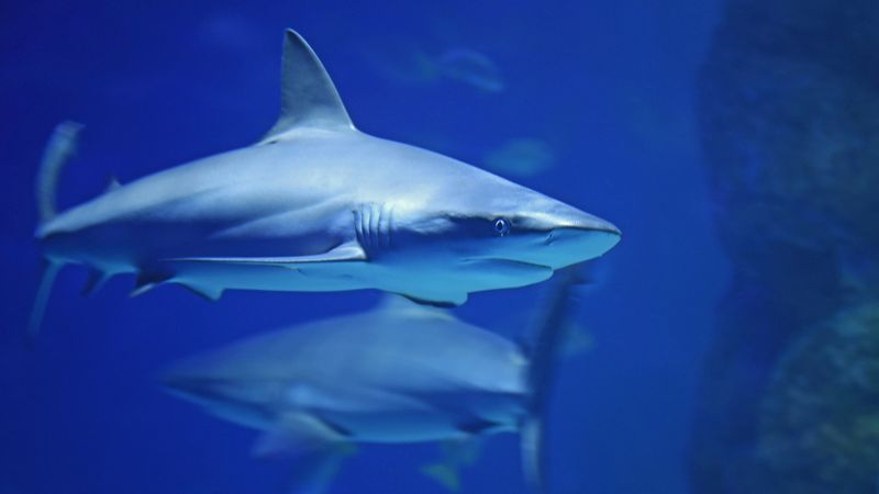 Shark Cartilage Supplements – False Promises, Real Consequences
