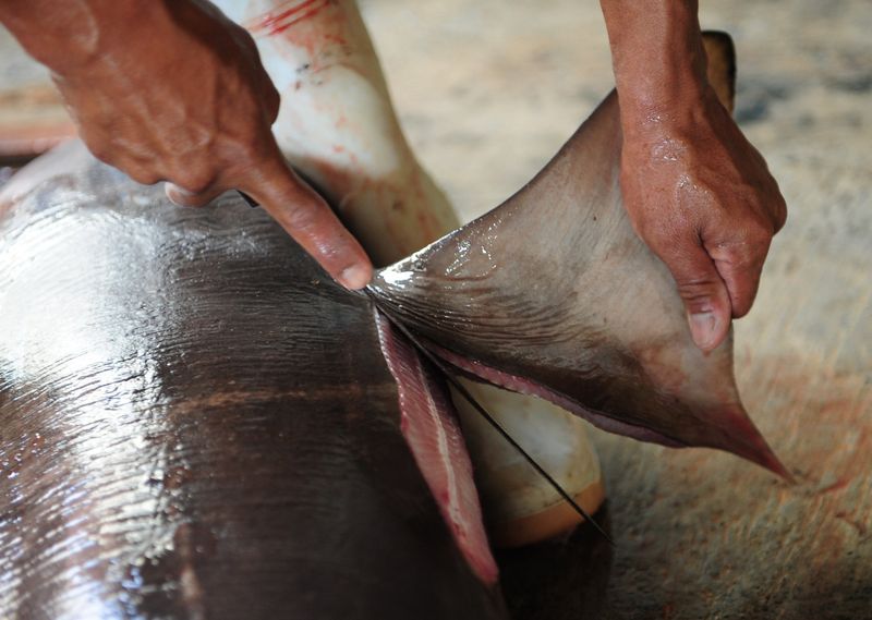 Shark Fin Soup – A Deadly Delicacy