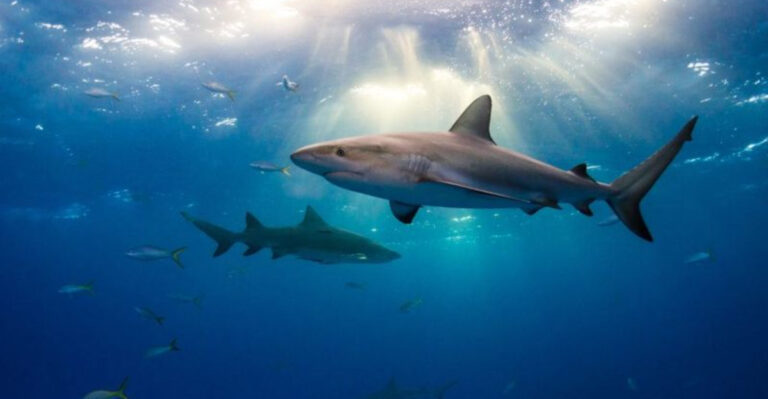 Shark Meat Demand Spikes, While Our Oceans Experience A Deepening Silence