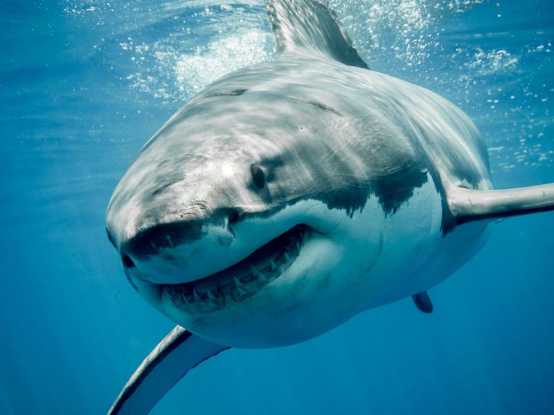 Some Sharks Migrate Thousands Of Miles