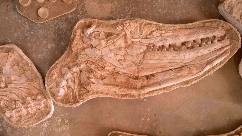Morocco's Marine Mosasaur Meals