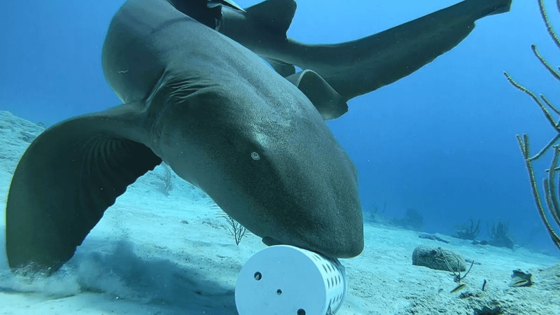 Sharks Are Mindless Eating Machines