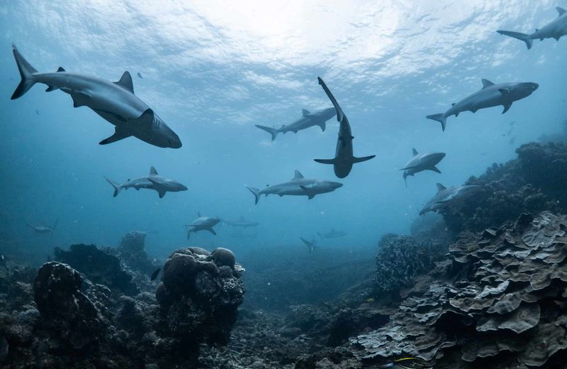 Ecological Collapse – When Sharks Disappear