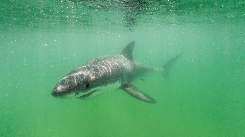 The Increasing Risk Of Shark Encounters In Unfamiliar Waters