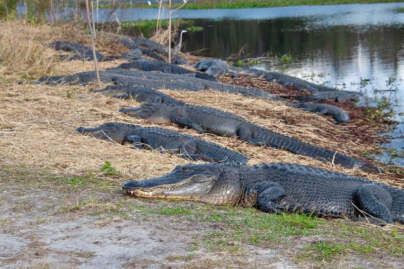 Paynes Prairie Preserve State Park