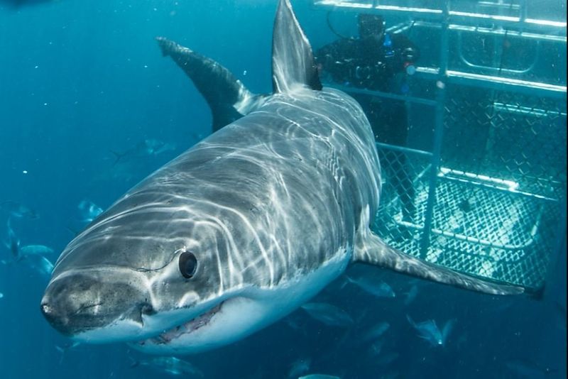 Shark Tourism Emerged Unexpectedly