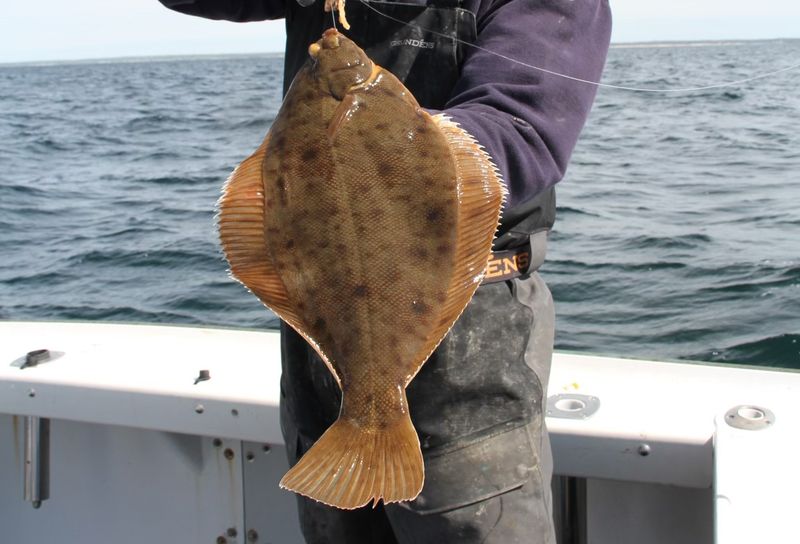 Winter Flounder – The Vanishing Inshore Staple