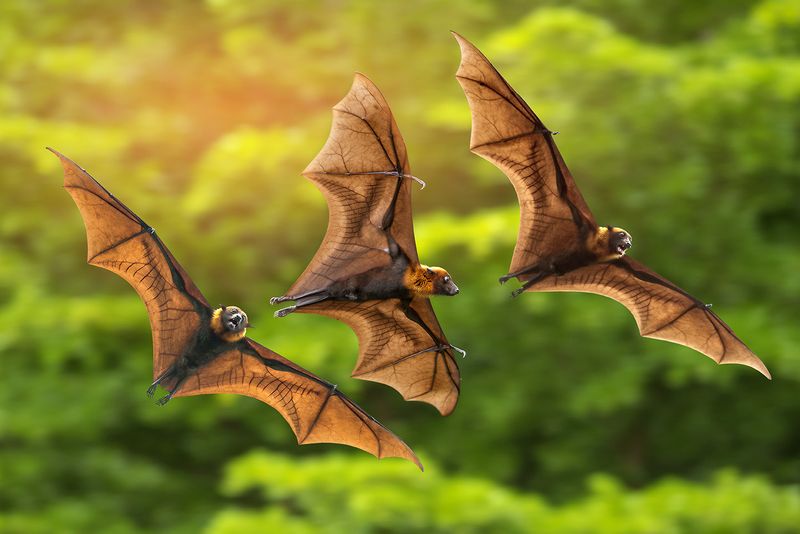 Bats