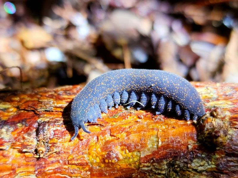 Velvet Worm: The Ancient Predator