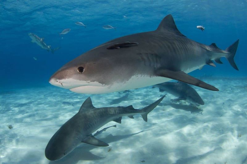 Shark Attacks Are Increasing Dramatically