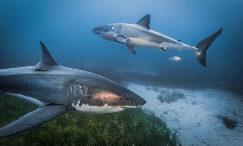 Rising Ocean Temperatures Driving Migration