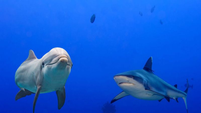 Dolphins Will Protect You From Sharks