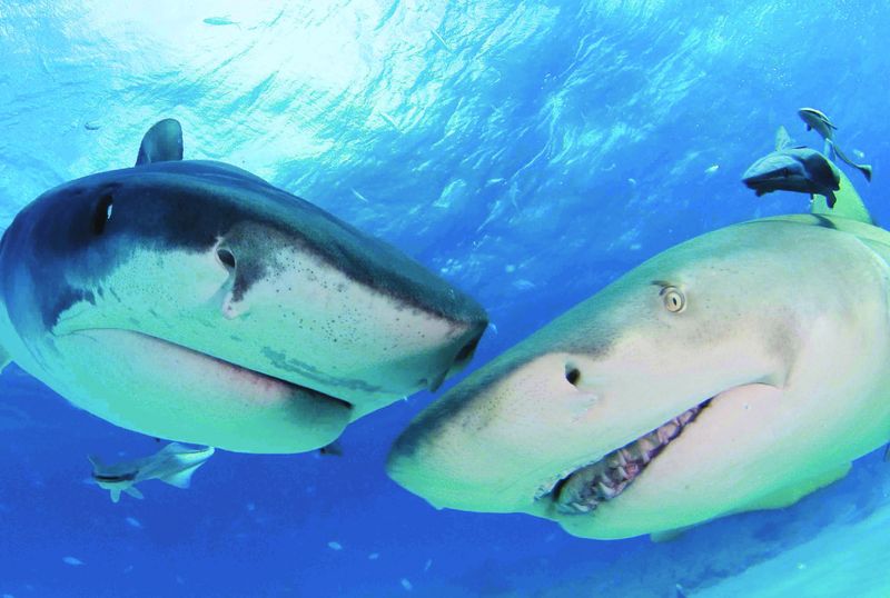 The Intelligence Of Sharks Is Often Overlooked