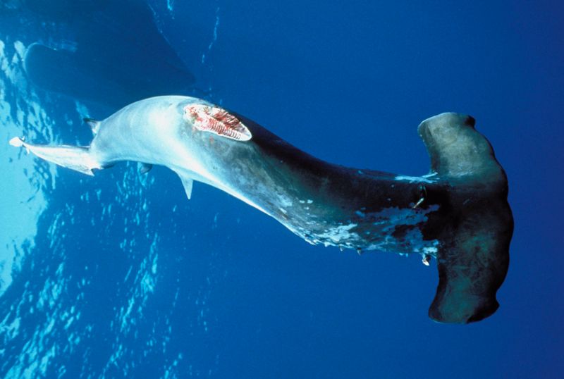Shark Fins Grow Back After Being Cut Off