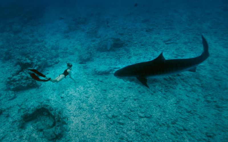 Sharks Attack Menstruating Women