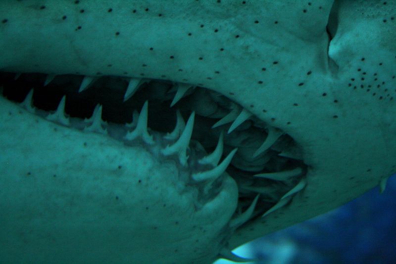 Certain Sharks Can Regenerate Teeth Continuously