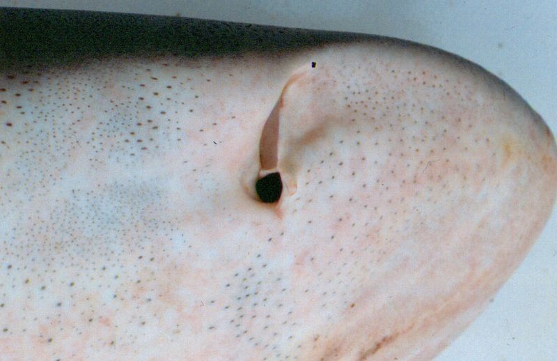 Sharks Can Smell A Drop Of Blood From Miles Away