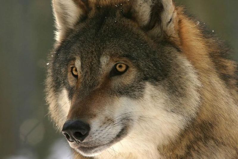 Wolves: The Misunderstood Predators