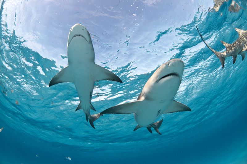 Sharks Communicate Through Body Language