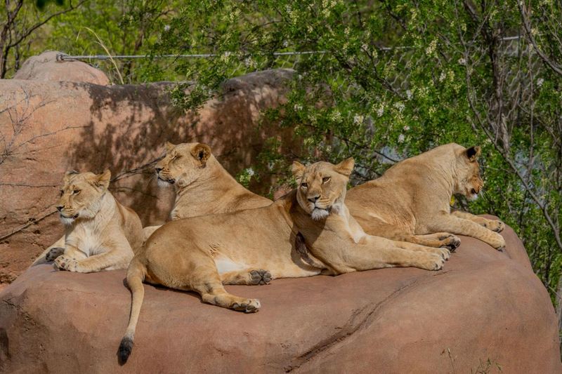Lions: Royal Resource Drain