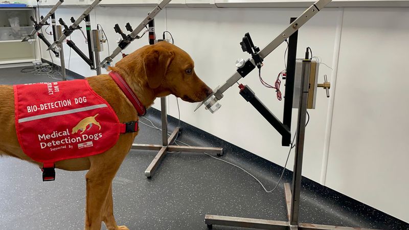 Dogs Detecting Cancer Before Medical Tests