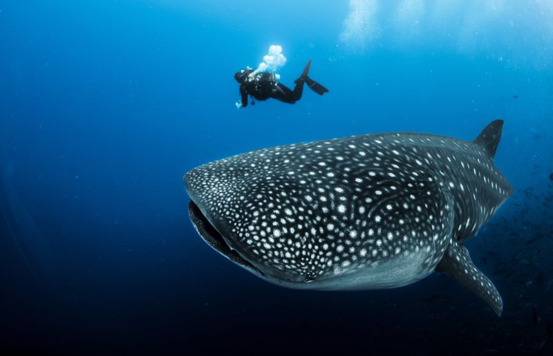 Not All Sharks Are Dangerous To Humans