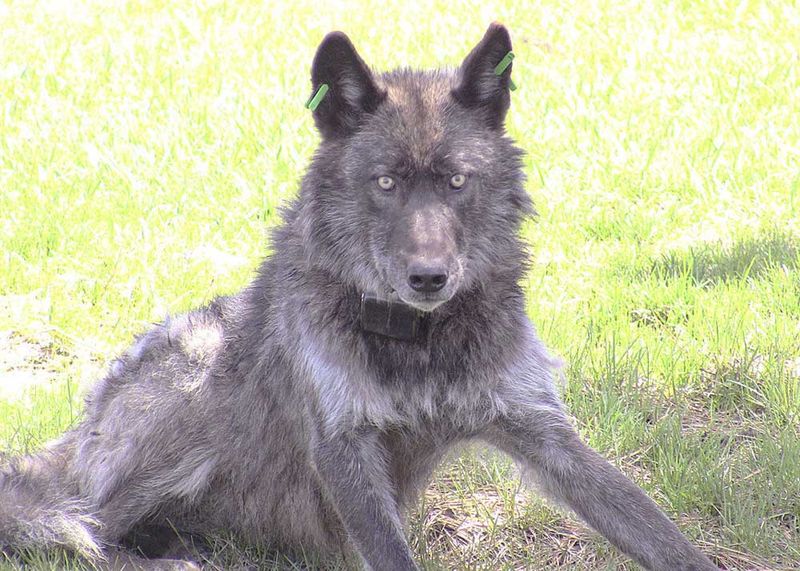 Ranchers Report Escalating Wolf Attacks