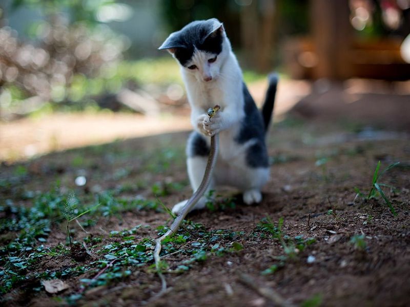 Unusual Pet Behavior