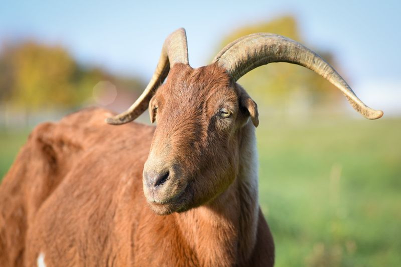 Goats: The Frontier's Dairy Dynamos