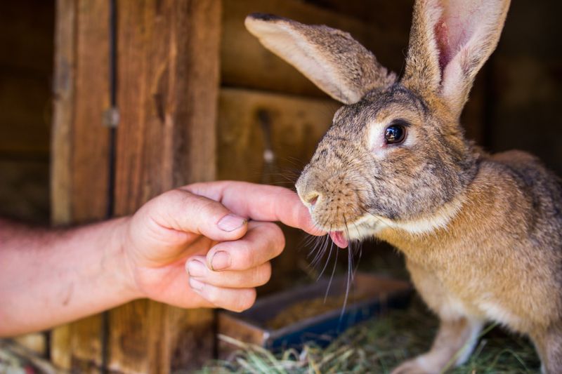 Rabbits: From Hutch To Hearth In Rural Homes